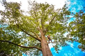 Best Root Management and Removal  in Fannett, TX