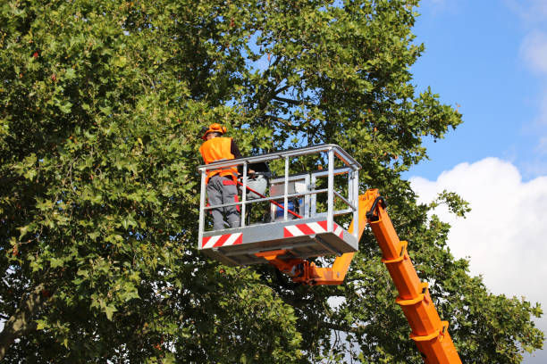 Professional Tree Care  in Fannett, TX