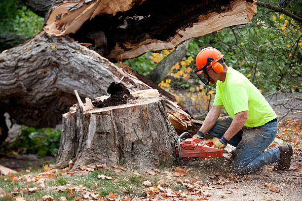 Best Tree Health Inspection  in Fannett, TX